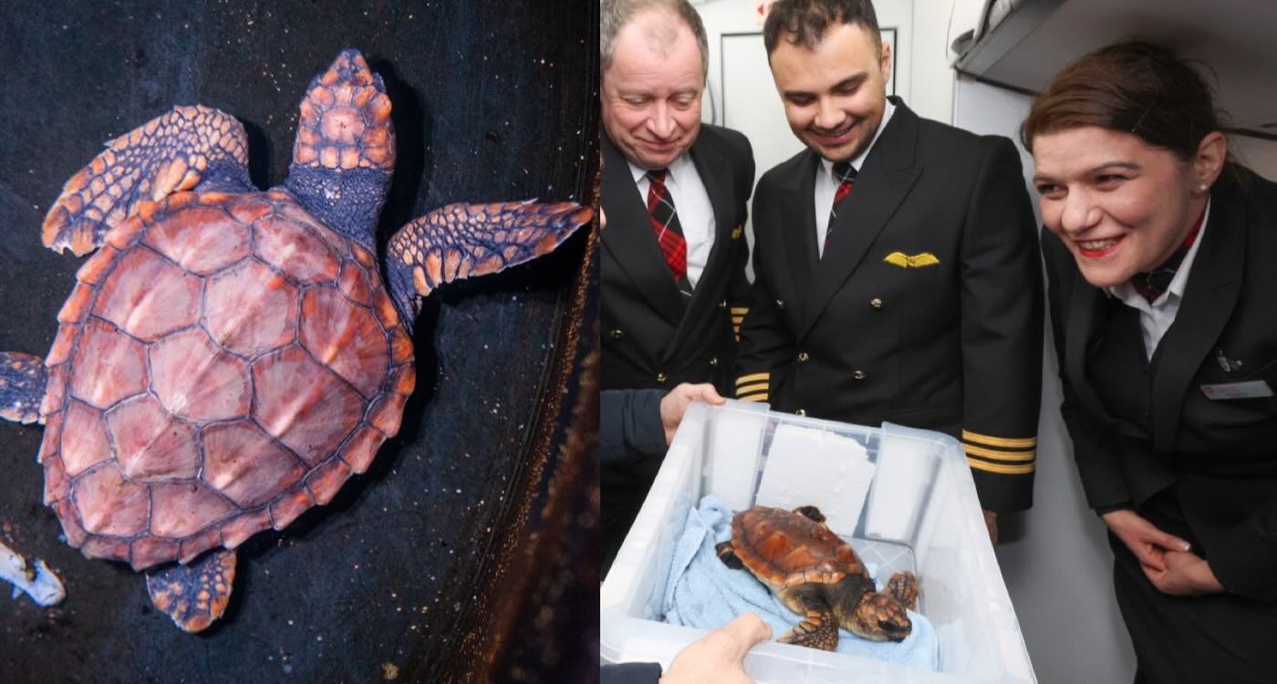 Airline Welcomes VIP Endangered Turtle Who Needed Hospital After it was Blown Off Course By Powerful Winter Storm