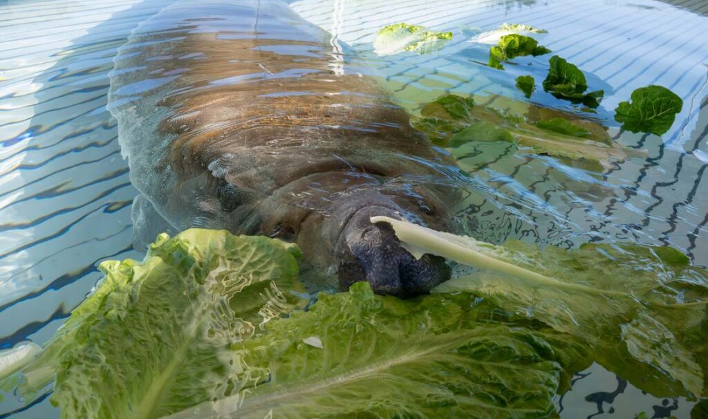 Manatee Stuck in Florida Storm Drain Showing Signs of Recovery After SeaWorld Rescued Him