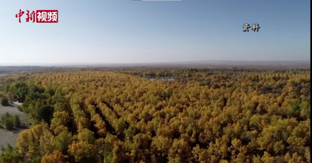 Planting Billions of Trees Turned Barren Desert into a Carbon Sink That Lowers CO2