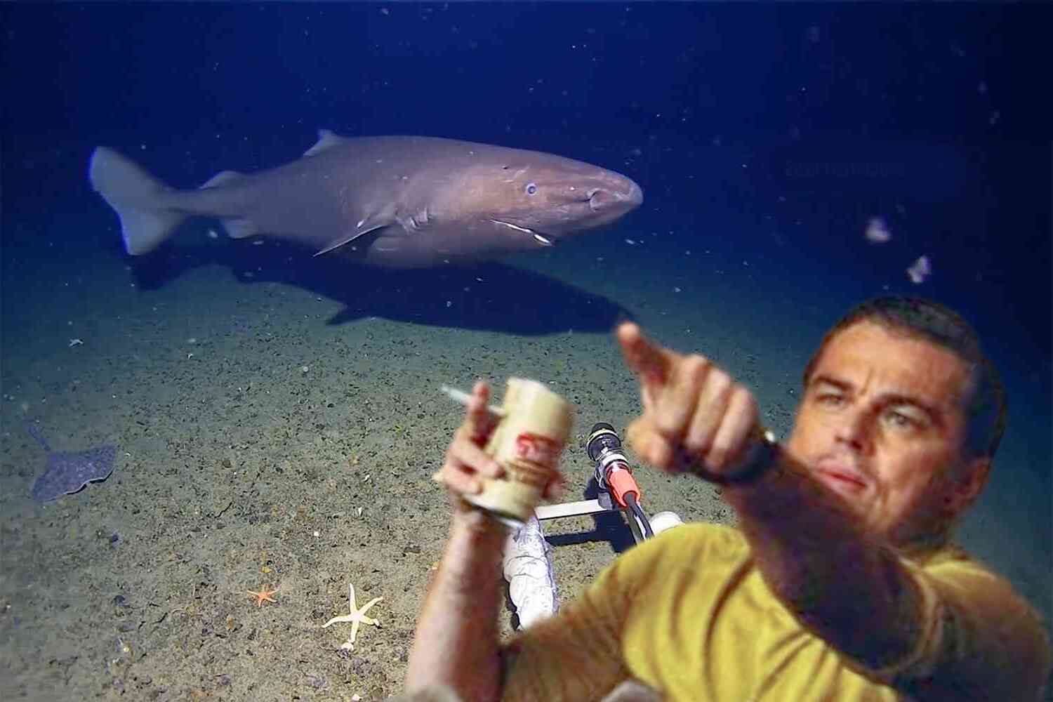 Scientists thought sharks couldn't live in the freezing cold of Antarctica, but check this out