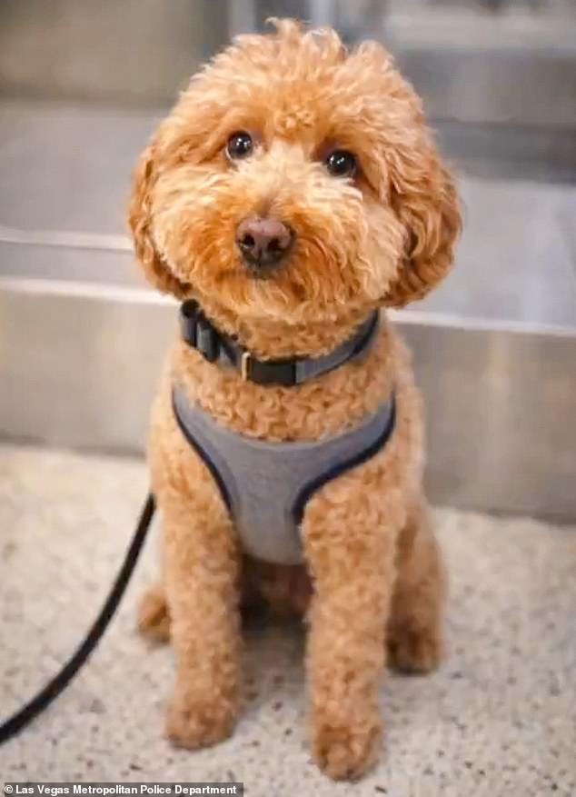Rather than fix the paperwork, Bryson allegedly tied her dog (pictured) to a metal carry-on sizer at the JetBlue ticket counter and stormed off without looking back