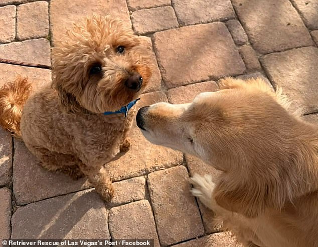 Photos and videos posted by the nonprofit showed JetBlue (left) running wild with excitement, getting pets, chilling with staff and meeting some new furry friends
