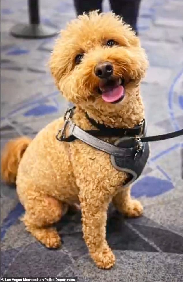 Retriever Rescue of Las Vegas swooped in and gave the pup a new name to match his journey: JetBlue