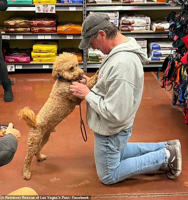 Bryson never returned for her two-year-old pup (pictured) after he spent the mandatory 10 days with Animal Protective Services, but a nonprofit stepped in with plans to find him a 'new, loving home'