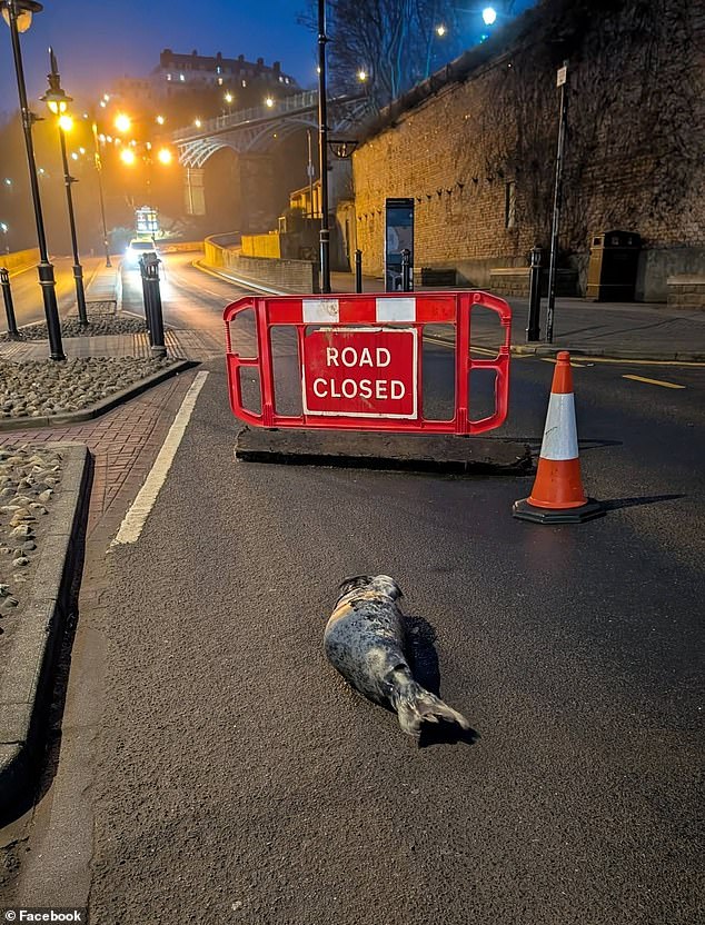 Staff at Me'N'u Scarborough on Royal Albert Drive found the seal pup (pictured) while on their way into work