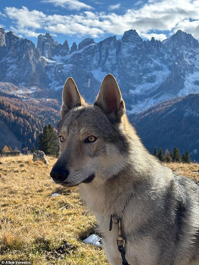Nazgul takes his name from the Ringwraiths in J.R.R. Tolkien¿s The Lord of the Rings and was even given an official photo finish time by Swiss timekeeper Omega as he crossed the line