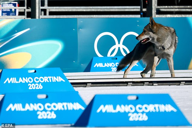 Owner only realised her dog had gatecrashed the Winter Olympics when she saw him cross finish line on TV - after he'd unlocked his cage and opened front door himself