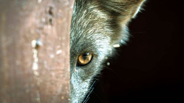 FIRED! Kindergarten teacher terrified kids with his fetish persona as a wolf