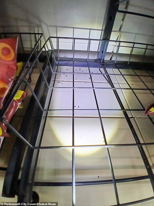 Mouse droppings littered the shelves of the corner shop