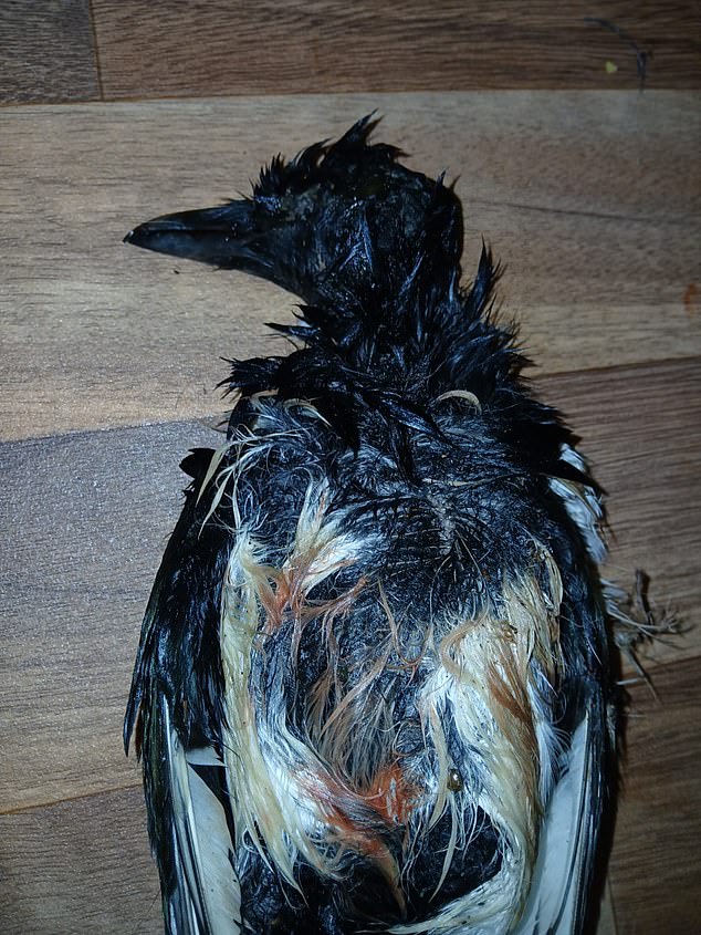 The government say they will continue to keep all relevant legislation regarding catapults under review in the interest of public safety