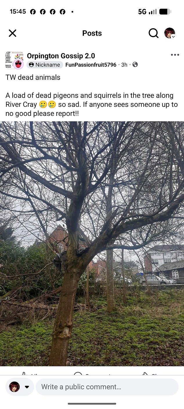 Nearly a dozen wild animals including red-listed birds are tortured and killed using 'catapults' in leafy London borough hit by string of similar attacks