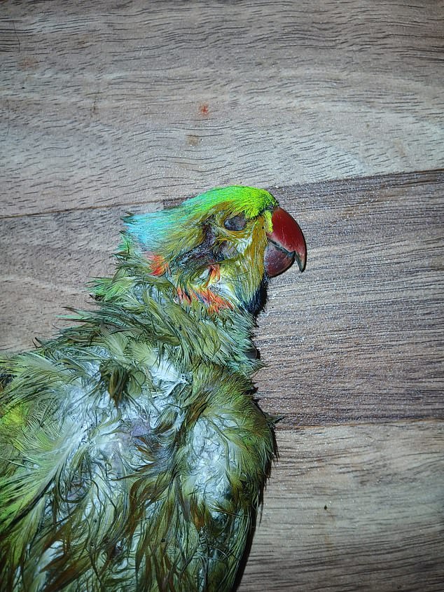 Greenwich Wildlife Network created a petition calling for the regulation of catapults, which has so far gained more than 37,000 signatures