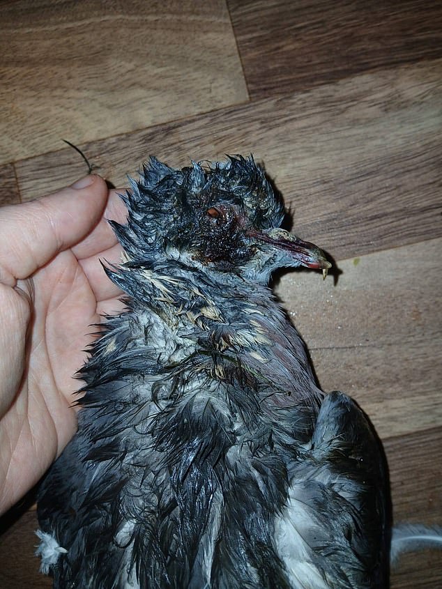 The disturbing incident in Orpington, near the River Cray, a hotspot for previous attacks on animals