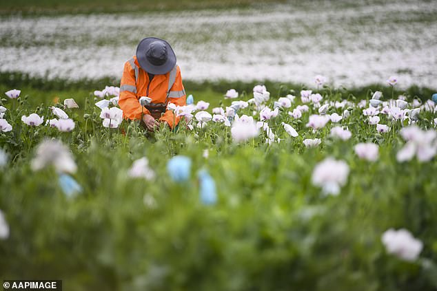 Victoria Health warned the stolen poppies 'are very different from traditional opioid poppies and contain dangerously high concentrations of thebaine and oripavine'