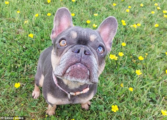 Pictured: Some of the animals that were left in Rahman's care