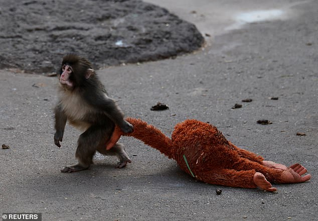Punch drags a stuffed orangutan across the enclosure, he struggled to jive with the troop, but now has found a forever friend