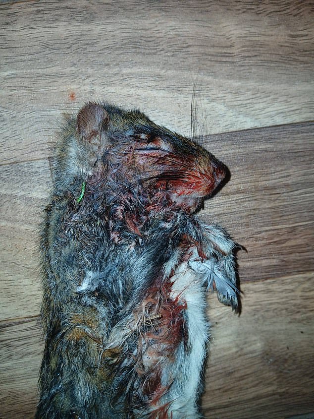 The bodies were examined by the Greenwich Wildlife Network and the injuries are severe