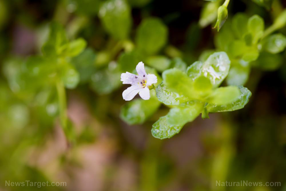 Ancient herb, modern miracle: Boost brain health with Bacopa monnieri