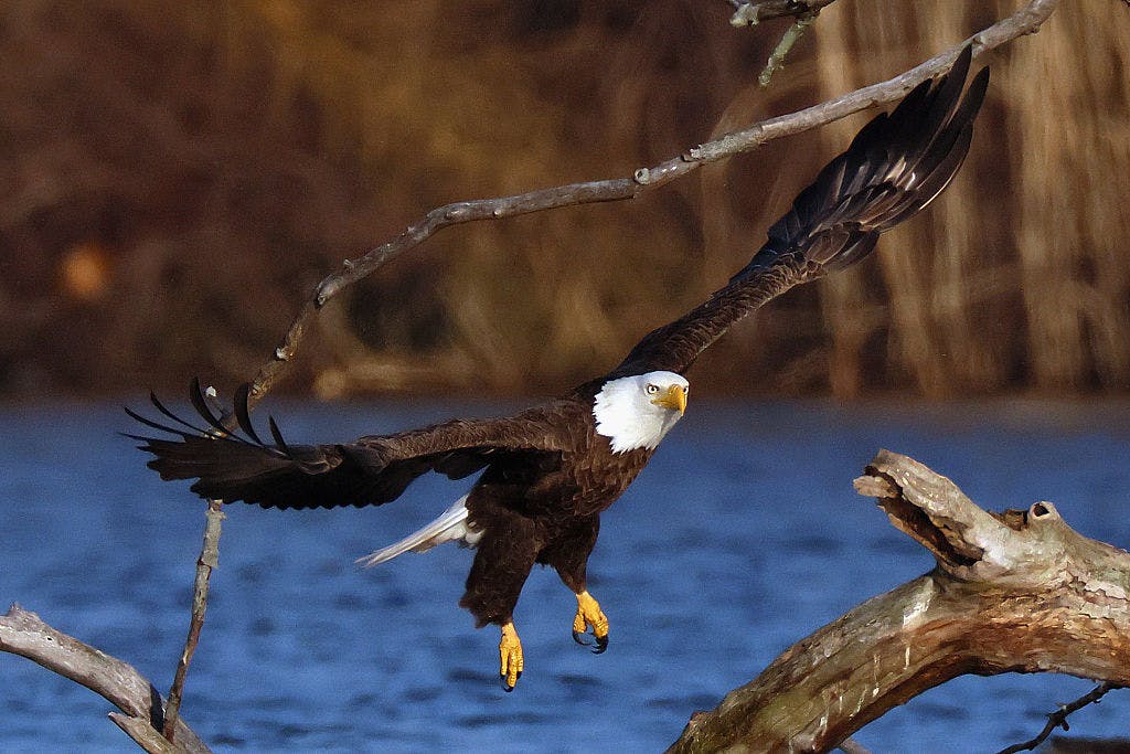White House Taunts Justin Trudeau After U.S. Hockey Bests Canada In Olympic Gold-Medal Match