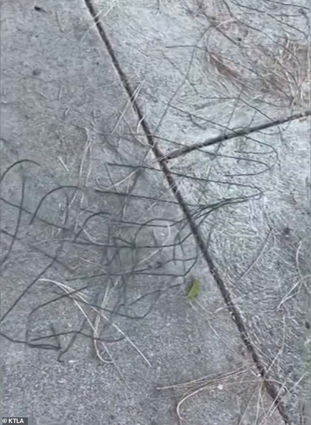 The fencing from the garden was dragged along the pavement by the delivery bot. Part of that displaced fencing is pictured