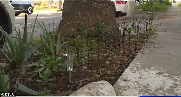 Reel's curbside garden is pictured after she repaired the fence. The part closest to the sidewalk where there is just dirt marks where the robot uprooted her palm fronds