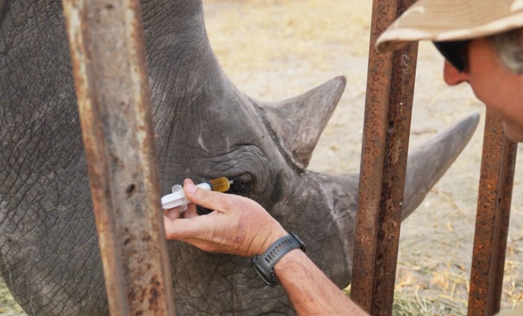 Diseased Rhino Recovers After Florida Zoo Team Surprise Locals with Pioneering Veterinary Tactics