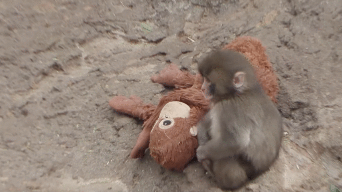 Punch The Monkey’s Viral Orphanhood Is The Perfect Reminder That Babies Need Their Moms