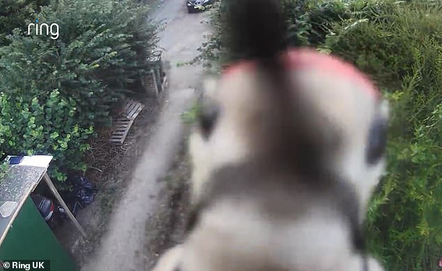 After 15 minutes pecking away at the camera - the bird eventually managed to break it