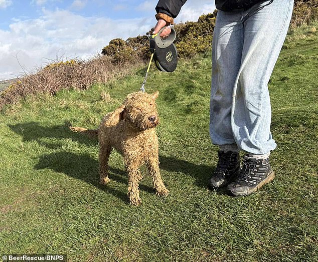 Luna the cockapoo is reunited with her owner after two-day, 40-person rescue mission when she fell down 500ft cliff