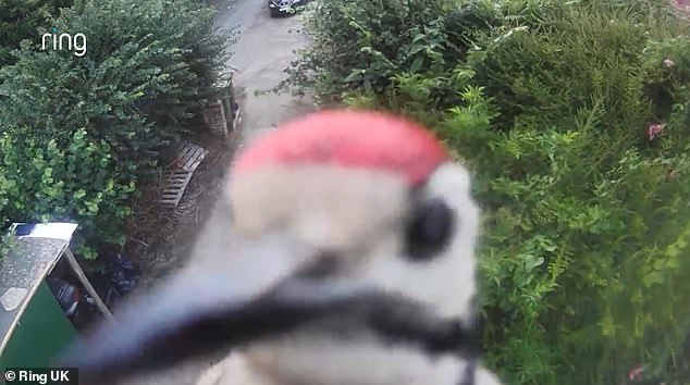 Moment determined woodpecker named Rambo attacks Ring doorbell for 15 minutes... before breaking it