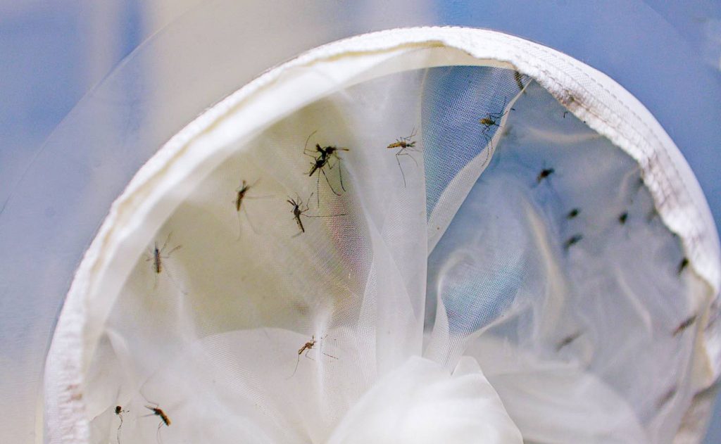 Infecting Mosquitoes with Natural Bacteria Lowered Dengue Risk by 70% in Citywide Experiment