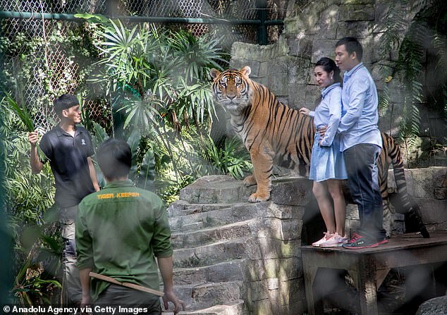 Mystery as 72 tigers suddenly die at Thai tourist park where visitors can touch the animals