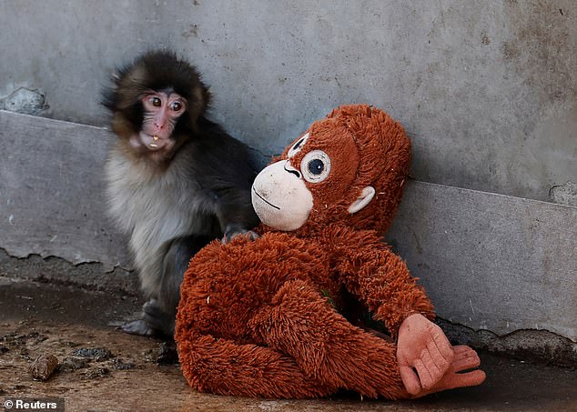 Sad truth about Punch the monkey: He's become a viral sensation. Now FRED KELLY tells why he was rejected by his mother, story of the soft toy he can't be parted from... and what's behind the horrifying attacks from his troop