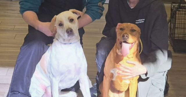 Long Island Snowplow Driver Saves Two Lost Dogs During Historic Blizzard
