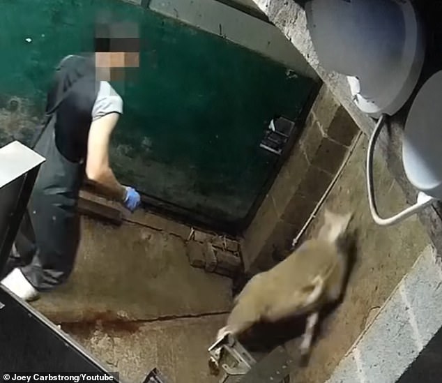 The footage shows a sheep being thrown against a wall by the staff at the abattoir