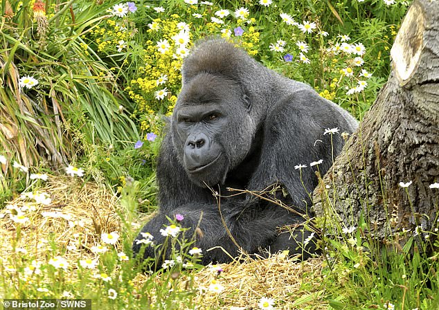 Jock was born in France in 1983 and arrived at Bristol Zoo 20 years later, becoming a central figure in the gorilla troop for more than two decades