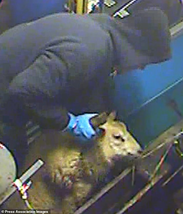 The horrific halal slaughter video and a troubling question: As we reveal 200m animals a year are killed by having their throats cut while still conscious, how so many are eating it without realising. Special report by SUE REID