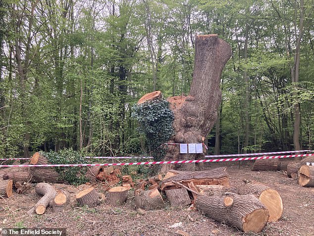 The oak tree after it was felled. A report released by the Forestry Commission has confirmed that the tree no signs of major tree diseases and noted the trunk was largely intact, aside from cavity which showed evidence of wildlife living there