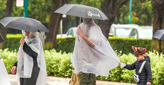 Disneyland Guests Hit by Falling Tree During Wind Storm