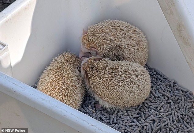 A man was earlier charged for allegedly farming exotic pets in February