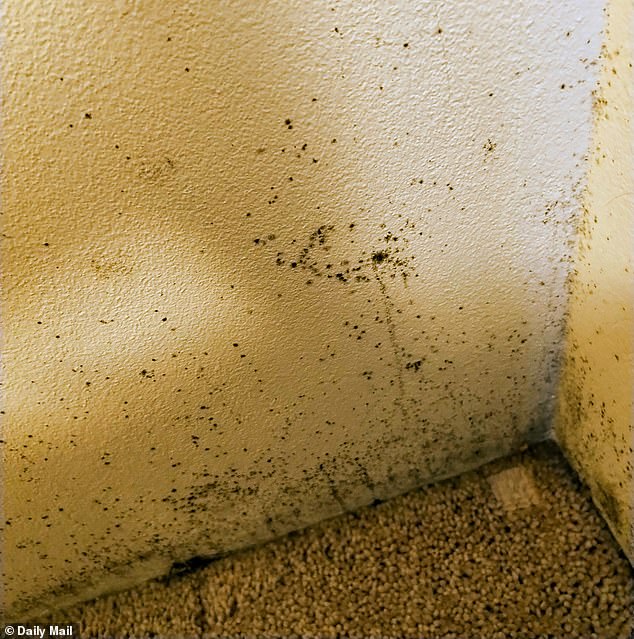 As soon as winter hit so did the mould, creeping up the walls and turning the bathroom ceiling grey in my 1960s apartment complex