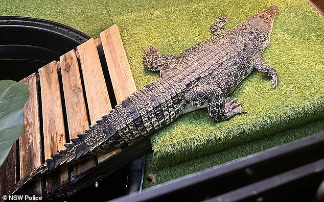 Officers allegedly recovered 1.3 metre saltwater crocodile (above), 38 snakes including a Cobra, 19 lizards, three hedgehogs, 28 dogs and nine cats from the home