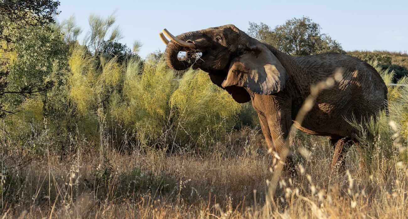 Last Circus Elephant in Portugal Can Now Romp-and-Roll on 1000-Acre Sanctuary After 40 Years of Working