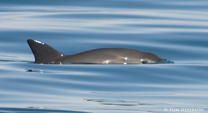 On Brink of Extinction, the Vaquita Porpoise is Being Preserved By Digital Image