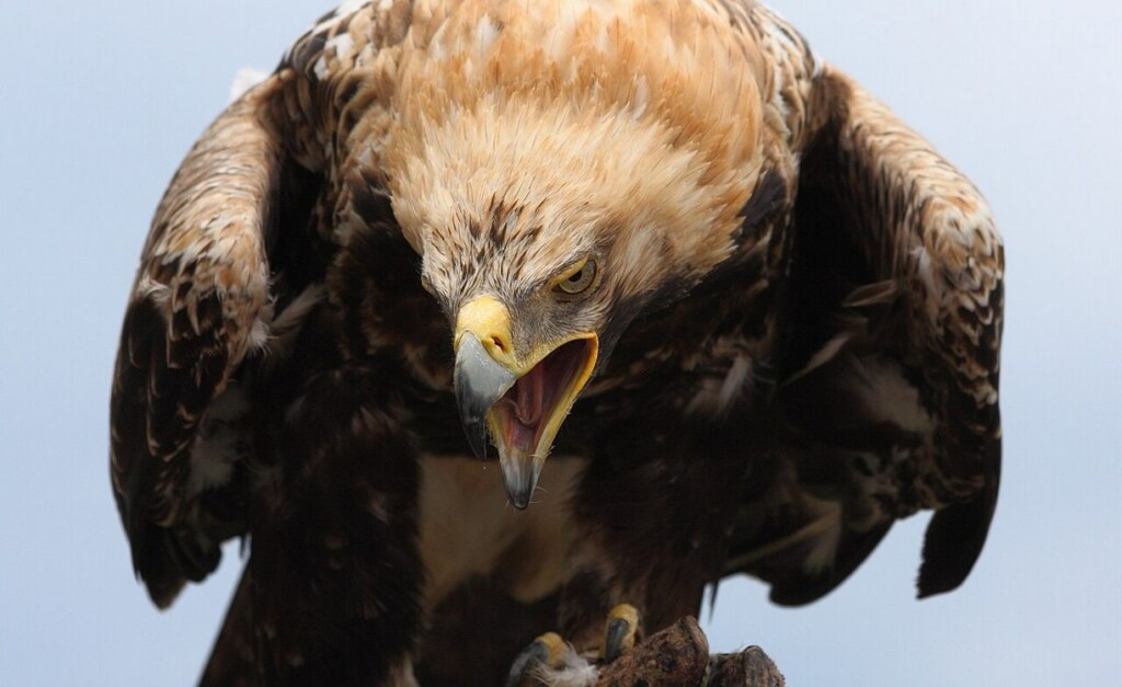 It’s a Record Breeding Year for National Bird of Serbia: The Eastern Imperial Eagle
