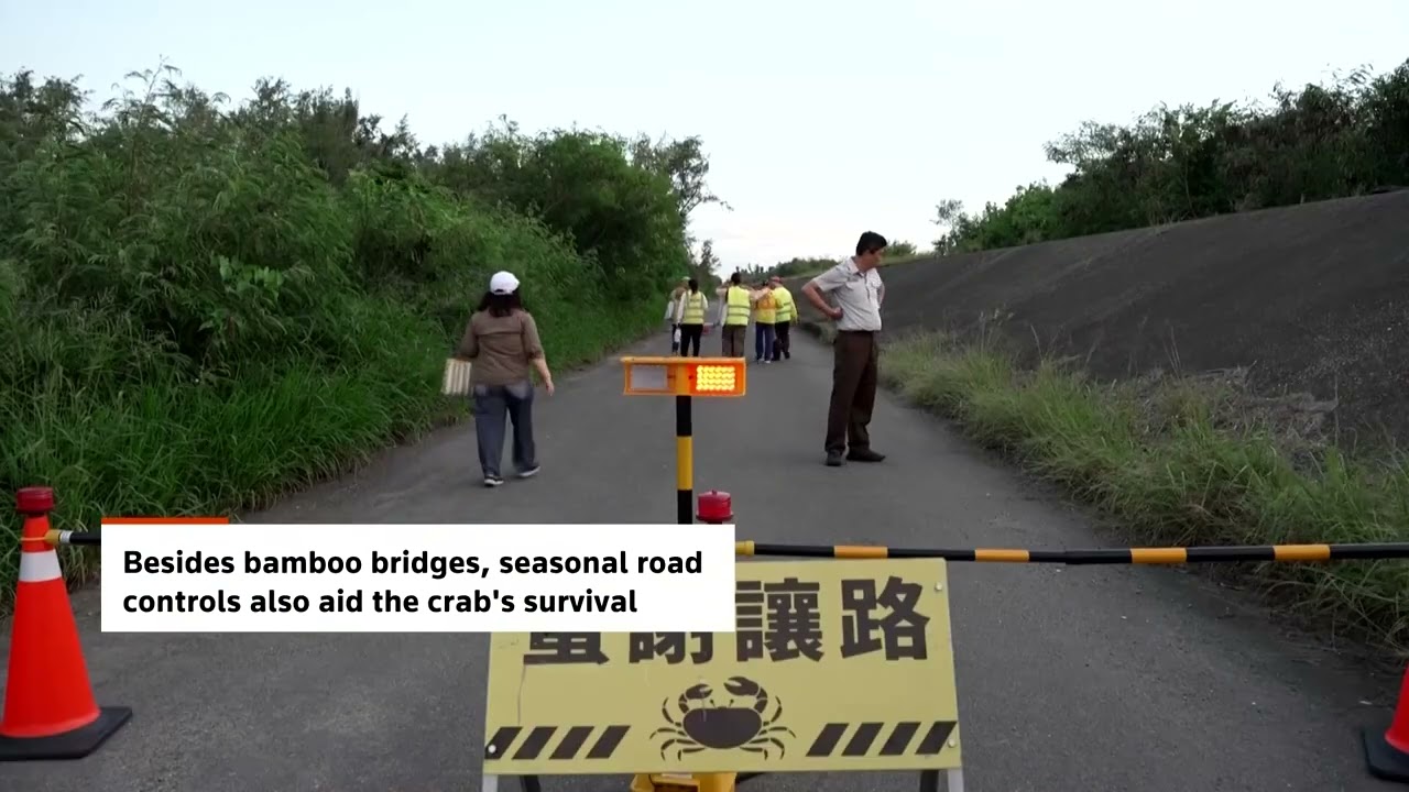 Volunteers’ Tiny Bamboo Bridges Have Helped Double Migratory Crab Populations on Taiwan