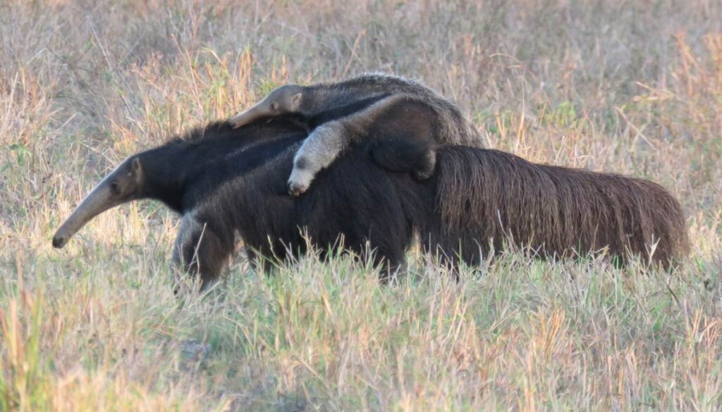 The World’s First Giant Anteater Reintroduction Appears to Be Succeeding in Brazil