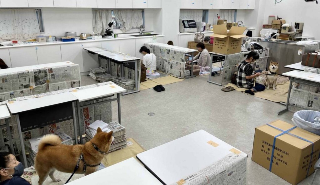 Organizations Rally to Reunite Lost Pets with Owners Following Earthquake in Japan