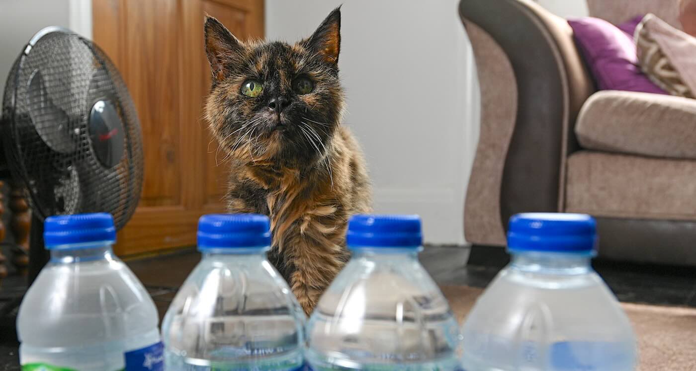 World’s Oldest Cat Drinks Only Spring Water as She Celebrates 31 Years Old