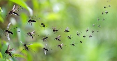 Google Wants to Release 32 Million Sterilized Mosquitoes in California and Florida